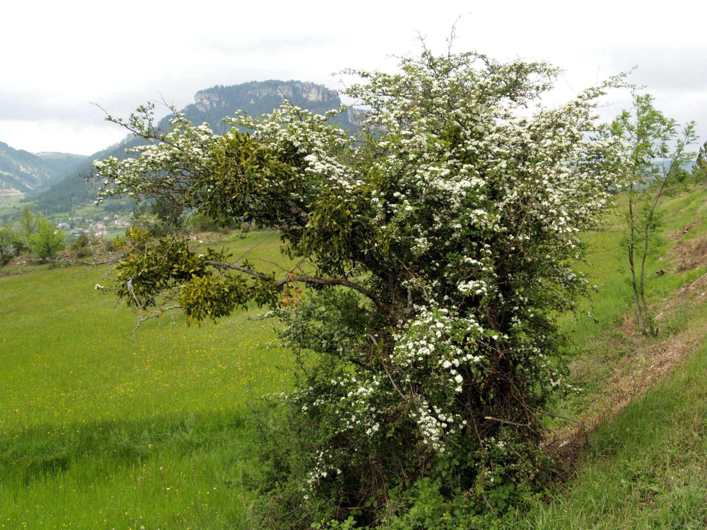 Hawthorn, Single-styled plant